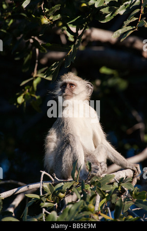 Close up profile portrait view of cute lonely Spider Monkey perched high in tree looking to the side in sunlight in Okavango Delta Botswana Stock Photo