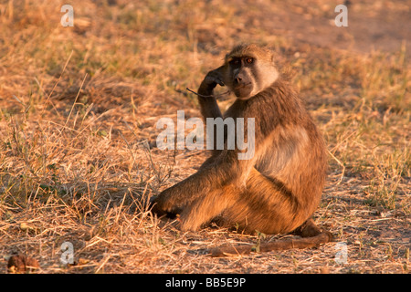 Funny baboon sitting in a thinker pose hand on side of head contemplating life chewing a stick gazing into the distance in Botswana, sunset lighting Stock Photo