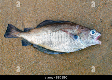 A dead fish washed up on a the sand Stock Photo