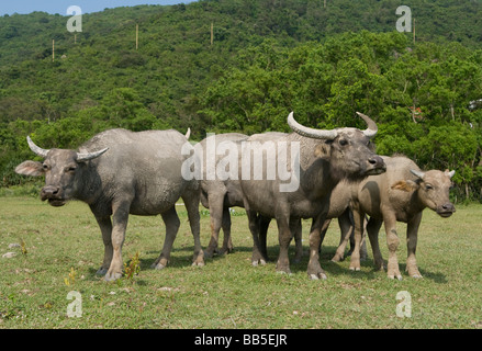 A herd of feral water buffalo at Pui O Lantau Island Hong Kong. Stock Photo