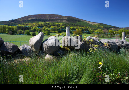 hedge and dry stone wall field boundary beneath Slieve Gullion mountain in the ring of gullion south county armagh Stock Photo