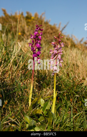 Early Purple Orchids, Orchis mascula Stock Photo