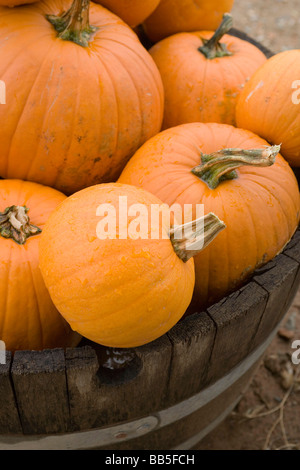 pumpkins in a barrel Stock Photo