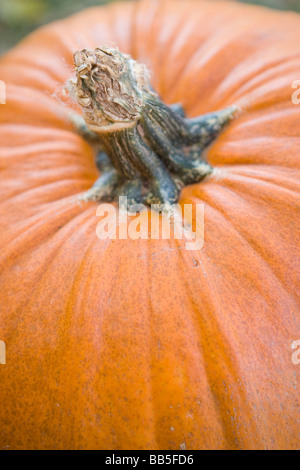 closeup of pumpkin with stem Stock Photo