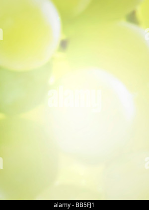 GRAPES closeup light green white background high class image of grapes studio touch reflexion reflection mirror mirroring sun ro Stock Photo