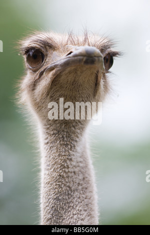 Head of Southern Ostrich - Struthio camelus australis Stock Photo