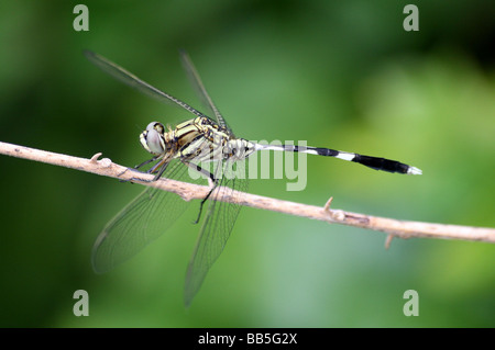 Green Marsh Hawk (a.k.a. Slender Skimmer) Orthetrum sabina Resting On Stem At Kabini River Lodge, Karnataka, India Stock Photo