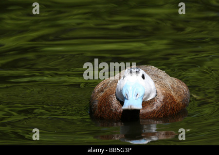 Male White-headed Duck Oxyura leucocephala Swimming At Martin Mere WWT, Lancashire UK Stock Photo