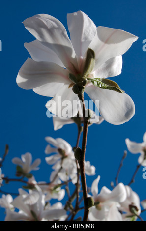 Magnolia x loebneri 'Merrill' Stock Photo