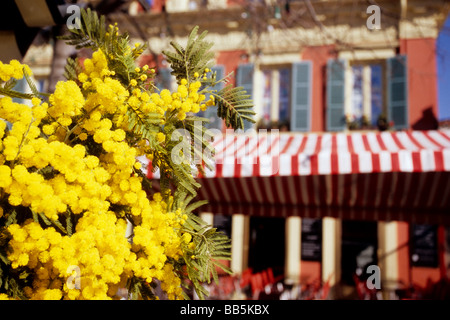 Mimosa flower in the Cours Saleya market in the old city of Nice Stock Photo