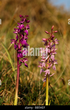 Early Purple Orchids, Orchis mascula Stock Photo