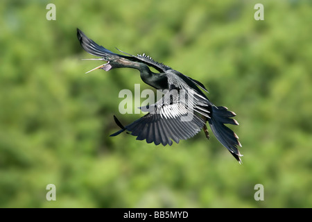 A male Anhinga flying back to the nest Stock Photo