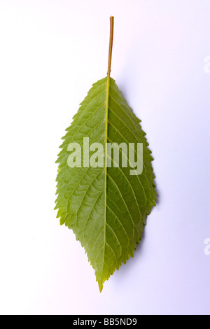 Cherry Tree Leaf Cut out Studio Image Stock Photo
