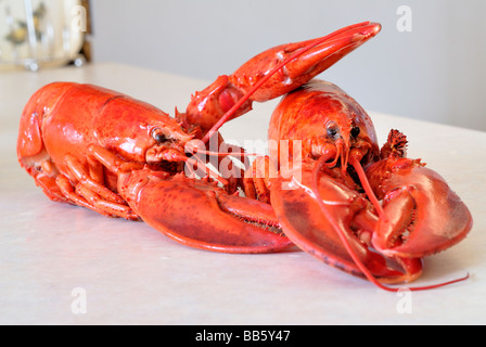 Lobster Stock Photo