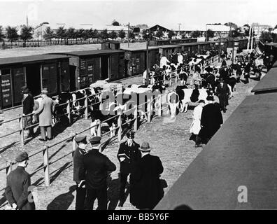 transport / transportation, railway, waggons, freight waggons, loading cattle, Deutsche Reichsbahn public relations, circa 1930, Stock Photo
