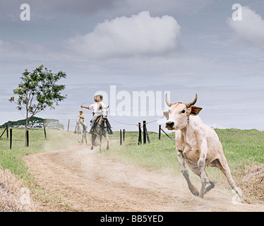 Escaped bull being lassoed in Colombia, South America Stock Photo