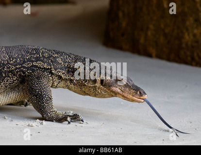 Monitor Lizard (Varanus niloticus) large adult walking along sandy beach Borneo Malaysia Stock Photo