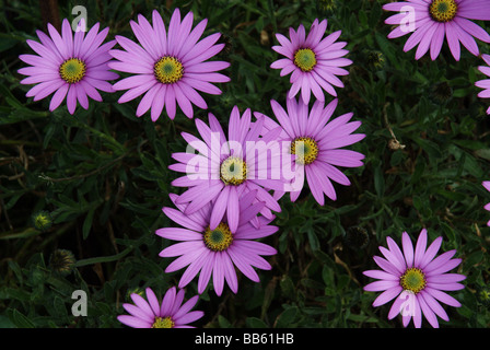 Osteospermum Jucundum commonly known as the African Daisy Stock Photo