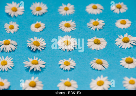 Bellis perennis. Common daisy flowers on blue background Stock Photo