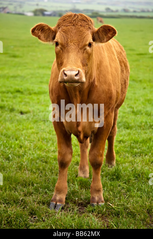 A brown cow standing in a green field and looking at the camera Stock ...