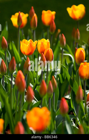 Flowers in bloom during springtime at the Keukenhof bulb fields in the Netherlands