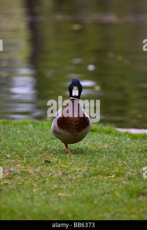 One Legged Duck (Anas platyrhynchos Stock Photo - Alamy