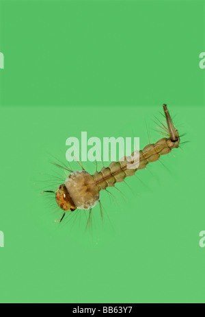 Common gnat Culex pipiens larvae Stock Photo