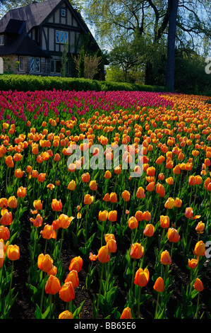 Large bed of orange Blushing Apeldoorn and pink Attila Tulips at Ottawa Tulip Festival garden with Tudor style house