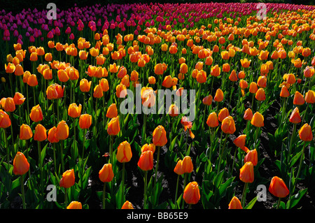 Backlit golden orange Blushing Apeldoorn and pink Attila Tulips at Ottawa Tulip Festival in Spring garden bed