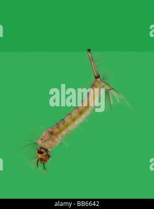 Common gnat Culex pipiens larvae Stock Photo