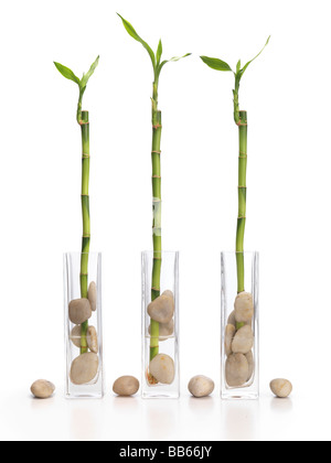 Lucky bamboo Stock Photo