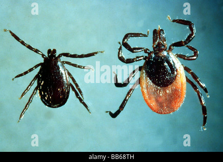 zoology / animals, arachnid, mites, common wood tick, (Ixodes ricinus), male and female in comparison, distribution: worldwide, Stock Photo