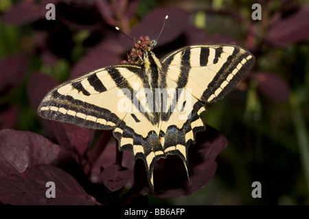 Southern Swallowtail butterfly Papilio alexanor Stock Photo