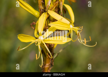 Yellow Asphodel flower spike in Peloponnese of Greece Stock Photo