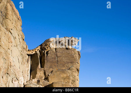 Snow leopard on rocky ledge Stock Photo