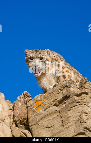 Snow leopard Stock Photo