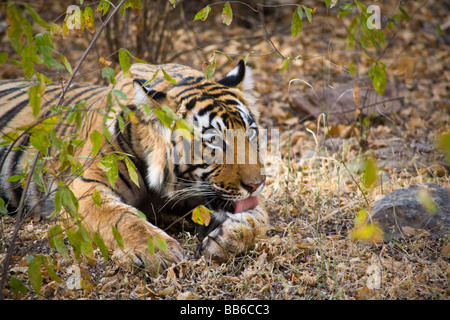 Tiger in Ranthambhore National Park, Rajasthan, India Stock Photo