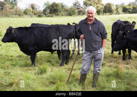 Farm Worker With Herd Of Cows Stock Photo