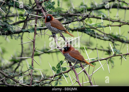 The Scaly-breasted Munia, Lonchura punctulata also known as Nutmeg Mannikin or Spice Finch. India. Stock Photo