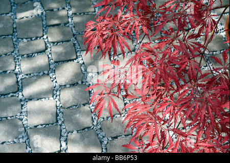 red japanese acer plant on grey cobble stones Stock Photo