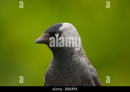 A close up bird portrait of a Jackdaw (corvus monedula) with a green diffuse background Stock Photo