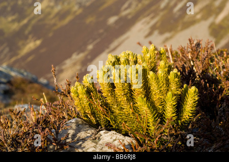 Fir Clubmoss, Huperzia selago, growing on a mountain to in the Cairngorms, Scotland. Stock Photo