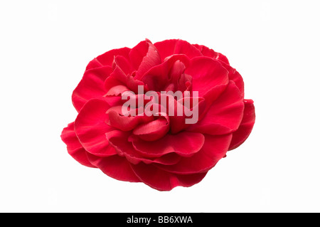 Red Carnation Stock Photo