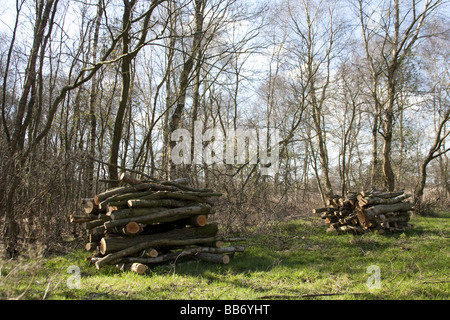 Woodland mangement on nature reserve Stock Photo