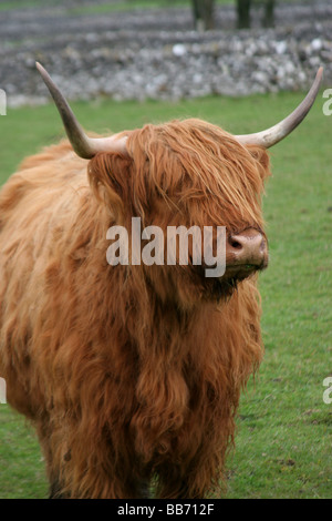 Highland Cow With Long Horns And Curly Hair Close Up Stock Photo - Alamy