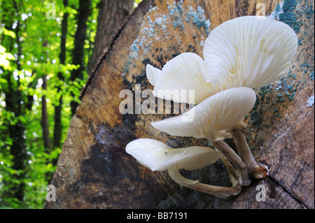 Nothopanus lignatilis (also known as Clitocybe lignatilis or Pleurocybella lignatilis) on a beech log in a Swiss wood. Stock Photo