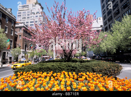 New York City Park Avenue Upper East Side Manhattan. Urban landscape with traffic island. Spring flowers, yellow tulips. Median green space. USA Stock Photo