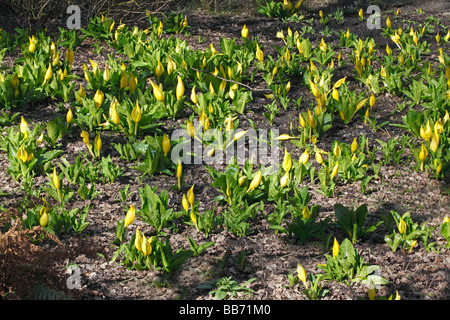 SKUNK CABBAGE Lysichiton americanus GROWING IN BOGGY WOODLAND AREA Stock Photo