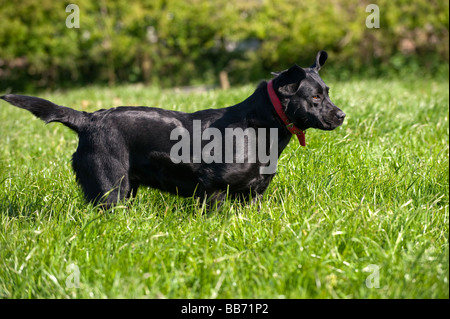 Black Labrador running through a meadow in countryside Cumbria Stock Photo