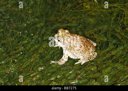 Red-spotted Toad Bufo punctatus Anza Borrego Desert State Park California United States 7 May Adult Bufonidae Stock Photo